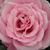 Roze - Floribunda roos - Milrose